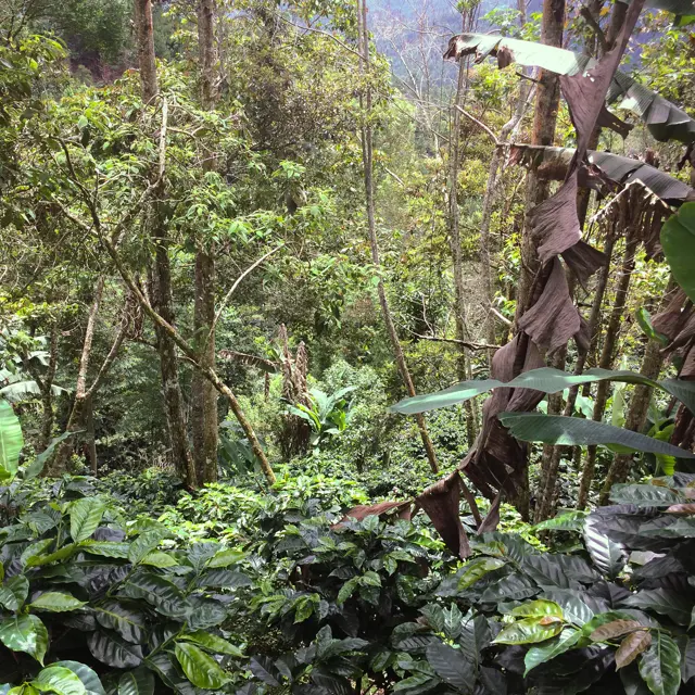 Dense shade grown coffee forest 