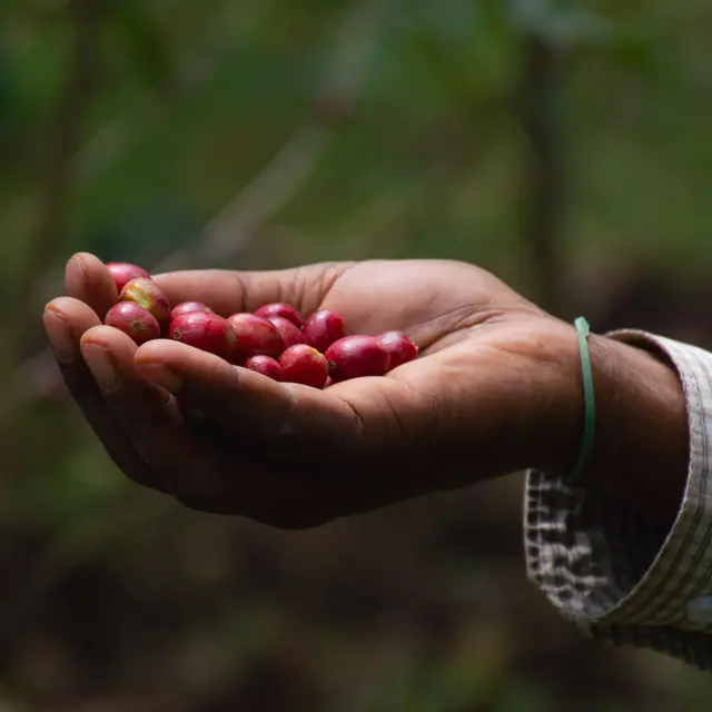 Amokka® Coffee - Impact Trade