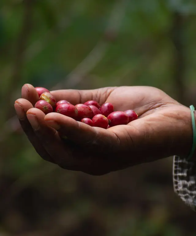 Amokka® Coffee - Impact Trade