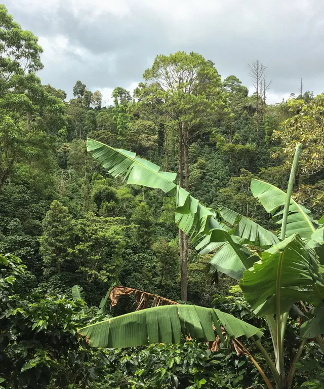 Hillside with coffee trees and shade trees interplanted.