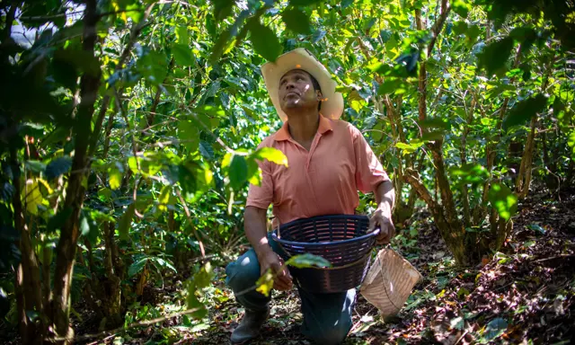 Organic Amokka Coffee from HueHuetenango, Guatemala