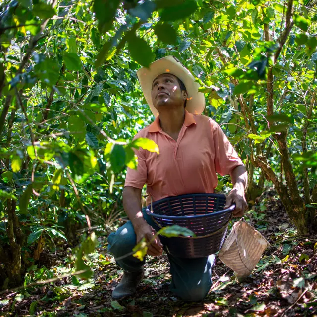 Organic Amokka Coffee from HueHuetenango, Guatemala