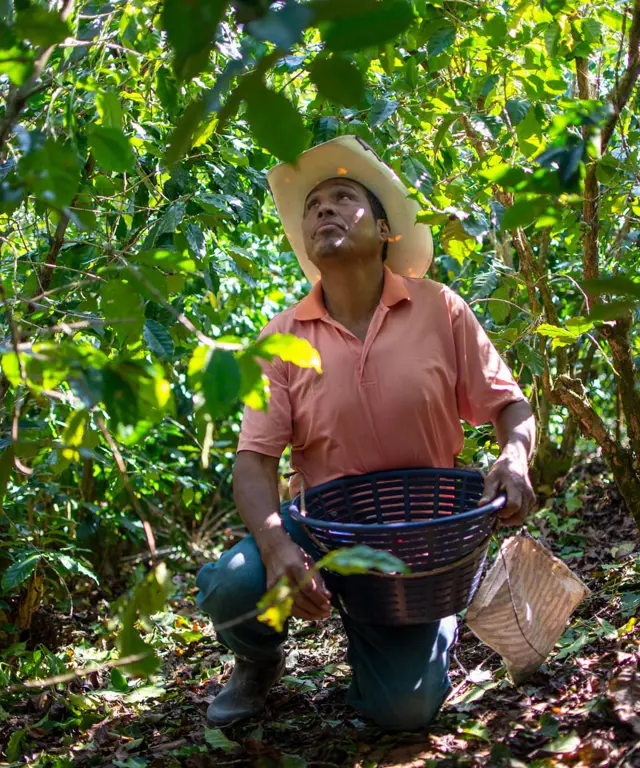 Organic Amokka Coffee from HueHuetenango, Guatemala