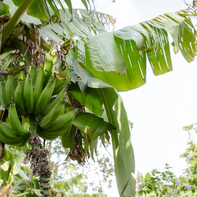 Plantains and bananas are often intercropped with coffee