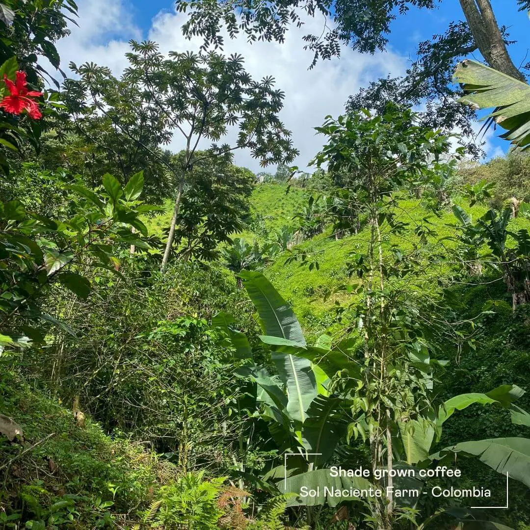 Shade grown organic coffee at Sol Naciente Farm in Colombia for Sombra by Amokka