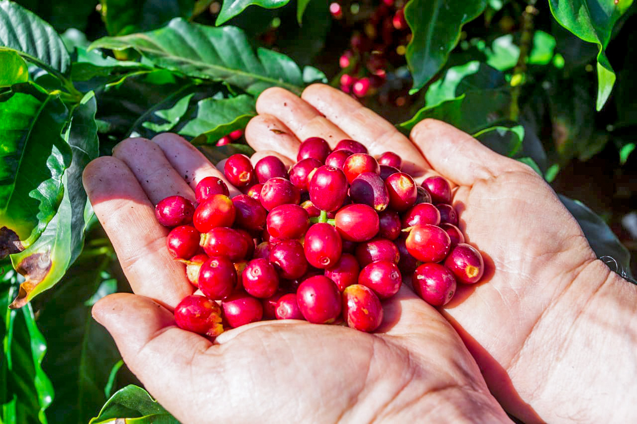 A farmer on a Nicaraguan coffee Farm, Finca Jesper
